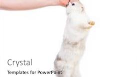  Presentation with rabbit - PPT theme featuring hand-holding-a-white-rabbit background and a white colored foreground