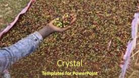  Presentation with coffee - PPT theme enhanced with hand-holding-and-showing-coffee background and a tawny brown colored foreground