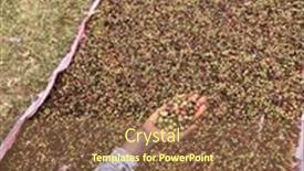  Presentation with ethiopia - Slides enhanced with hand-holding-and-showing-coffee background and a tawny brown colored foreground