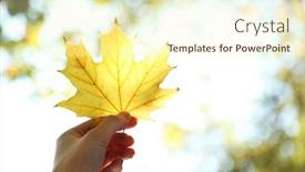  Presentation with maple leaf - Slide deck consisting of hand holding autumnal maple leaf background and a cream colored foreground