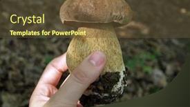  Presentation with mushroom - Slide set consisting of hand holding boletus mushroom against a brown forest background background and a tawny brown colored foreground