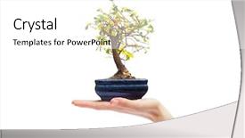  Presentation with bonsai - Presentation featuring hand holding bonsai tree background and a white colored foreground