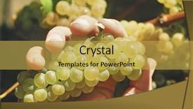  Presentation with grape vine wine grapes - Audience pleasing slides consisting of hand holding bunch of chardonnay backdrop and a yellow colored foreground
