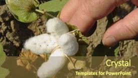  Presentation with organic farming - Audience pleasing presentation design consisting of hand holding cotton boll backdrop and a tawny brown colored foreground