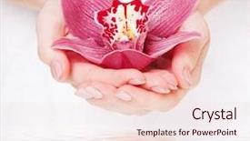  Presentation with beautiful orchid flowers - Presentation theme consisting of hand holding flowers - beautiful pink orchid in fem background and a lemonade colored foreground