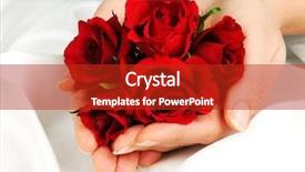  Presentation with roses - Slide set featuring hand holding flowers - red roses background and a crimson colored foreground