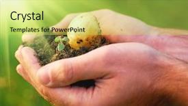  Presentation with hand holding plant - Presentation theme featuring hand holding plant potato seed background and a yellow colored foreground