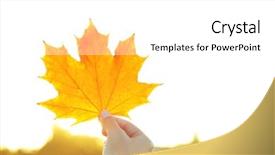  Presentation with maple leaf - Cool new PPT theme with hands leaves - hand holding yellow maple leaf backdrop and a white colored foreground