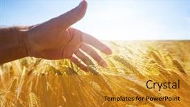  Presentation with organic farming - PPT theme consisting of hand in a golden wheat background and a gold colored foreground