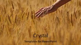  Presentation with agriculture field - PPT layouts enhanced with hand in wheat field harvest and gold food agriculture concept background and a gold colored foreground