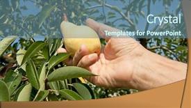  Presentation with pear - Amazing slides having hand is picking a organic pear from a tree against blue sky backdrop and a seafoam green colored foreground