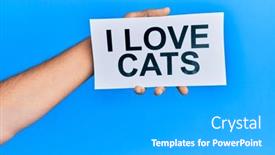  Presentation with cats - 