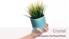  Presentation with hand holding plant - Beautiful PPT theme featuring hand-of-caucasian-young-man backdrop and a lemonade colored foreground