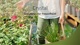  Presentation with pink roses - Presentation consisting of hand-of-contemporary-female-gardener background and a soft green colored foreground
