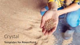  Presentation with wheat - Presentation theme having hand-of-farmer-showing background and a coral colored foreground