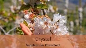  Presentation with cherry blossom - PPT layouts with hand-of-woman-holding-beautiful background and a  colored foreground