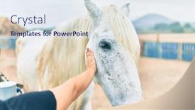  Presentation with horse - Presentation theme with hand-of-woman-touching-adorable background and a sky blue colored foreground