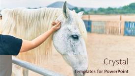 Presentation with horse - Beautiful PPT theme featuring hand-of-woman-touching-adorable backdrop and a lemonade colored foreground