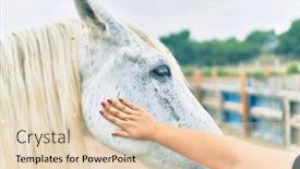  Presentation with horse - Cool new slide set with hand-of-woman-touching-adorable backdrop and a lemonade colored foreground