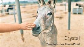  Presentation with farm - Presentation theme enhanced with hand-of-woman-touching-donkey background and a lemonade colored foreground