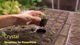  Presentation with seedling - Cool new presentation theme with hand-of-young-male-farmer backdrop and a tawny brown colored foreground