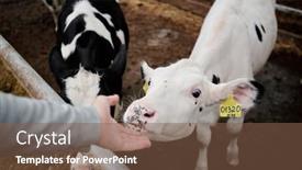  Presentation with animal calf - Colorful PPT theme enhanced with hand-of-young-worker backdrop and a tawny brown colored foreground