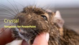  Presentation with homelesness and domestic violence - Beautiful presentation theme featuring hand-palming-little-domestic-squirrel backdrop and a tawny brown colored foreground