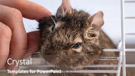  Presentation with gender and domestic violence - PPT layouts having hand-palming-little-domestic-squirrel background and a tawny brown colored foreground