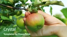  Presentation with apple tree golden - Amazing slides having hand picking apple from tree backdrop and a forest green colored foreground