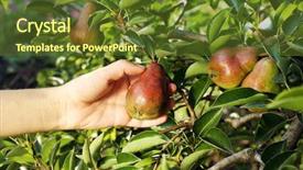  Presentation with pear - Theme with hand picking pear from tree background and a tawny brown colored foreground