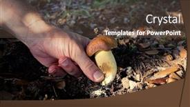 Presentation with national - Slides featuring hand-picks-boletus-in-etna background and a tawny brown colored foreground