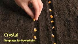  Presentation with soil - Colorful theme enhanced with hand plant - woman planting seeds in soil backdrop and a wine colored foreground