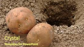  Presentation with potato - Amazing PPT layouts having hand planting potato tuber backdrop and a  colored foreground