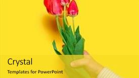  Presentation with flowers - Audience pleasing slide deck consisting of hand red flowers bunch yellow backdrop and a yellow colored foreground