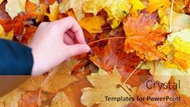  Presentation with autumn view autumn nature - PPT theme with hand-takes-an-autumn-leaf background and a gold colored foreground