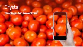  Presentation with grocery - PPT theme having hand taking picture of tomatoes through smart phone at grocery shop background and a crimson colored foreground