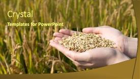  Presentation with cereal - Cool new presentation theme with hand with cereal seed backdrop and a tawny brown colored foreground