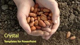  Presentation with peanut - Presentation theme enhanced with hand with peanut seeds ready background and a tawny brown colored foreground