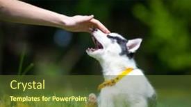  Presentation with puppy - Presentation design consisting of hand-with-white-dog-puppy background and a tawny brown colored foreground