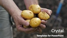  Presentation with potatoes plant - Beautiful presentation theme featuring handful of fresh harvested potatoes backdrop and a tawny brown colored foreground
