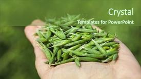  Presentation with harvest - PPT layouts with handful of ripe green oats on the background of the summer field harvest concept background and a tawny brown colored foreground