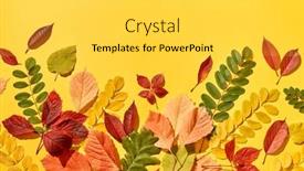  Presentation with greeting card - Colorful theme enhanced with handmade-multicolored-leaves-pattern backdrop and a light gray colored foreground