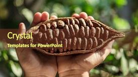 Presentation with cocoa pod - Amazing PPT theme having hands close-up green leaves backdrop and a  colored foreground