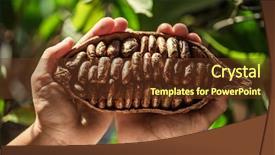 Presentation with cocoa pod - Beautiful presentation theme featuring hands close-up green leaves backdrop and a  colored foreground