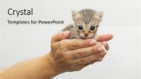  Presentation with kitten - PPT theme enhanced with  background and a  colored foreground