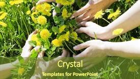  Presentation with summer time - Audience pleasing theme consisting of hands embracing dandelions in the field in a summer time backdrop and a tawny brown colored foreground