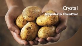  Presentation with holding hands - Audience pleasing theme consisting of hands holding dirty harvested potatoes backdrop and a tawny brown colored foreground