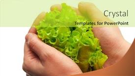  Presentation with lettuce - Presentation theme featuring close up of sunflower under blue sky background and a seafoam green colored foreground