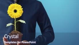  Presentation with rustic sunflower - Cool new PPT layouts with hands holding plant - man beautiful sunflower backdrop and a  colored foreground
