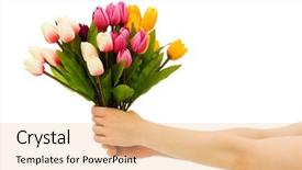  Presentation with hand holding flowers - Slide set having hands holding tuplis isolated background and a lemonade colored foreground